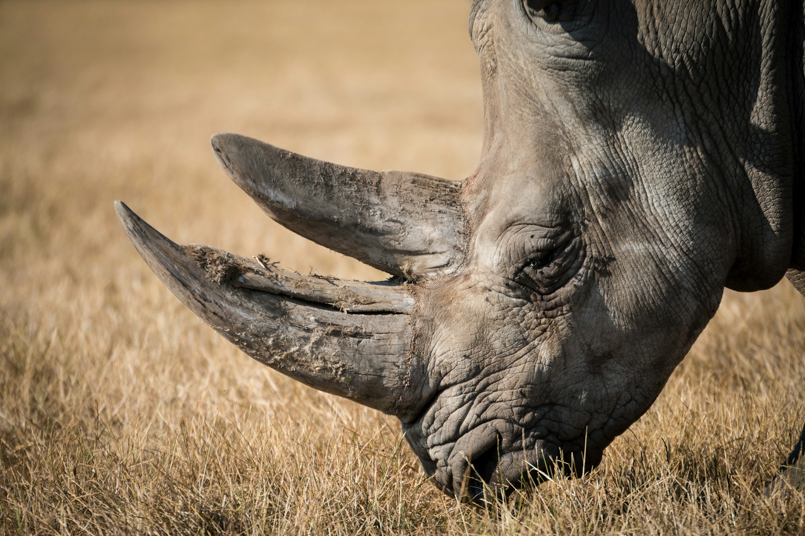 10 Species That Could Go Extinct in the Next Decade Without Urgent Action