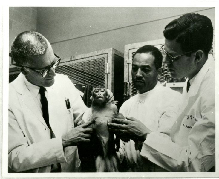 Laboratory monkey for organ transplant