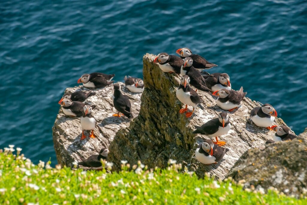 Group of penguins on a rocky shore.