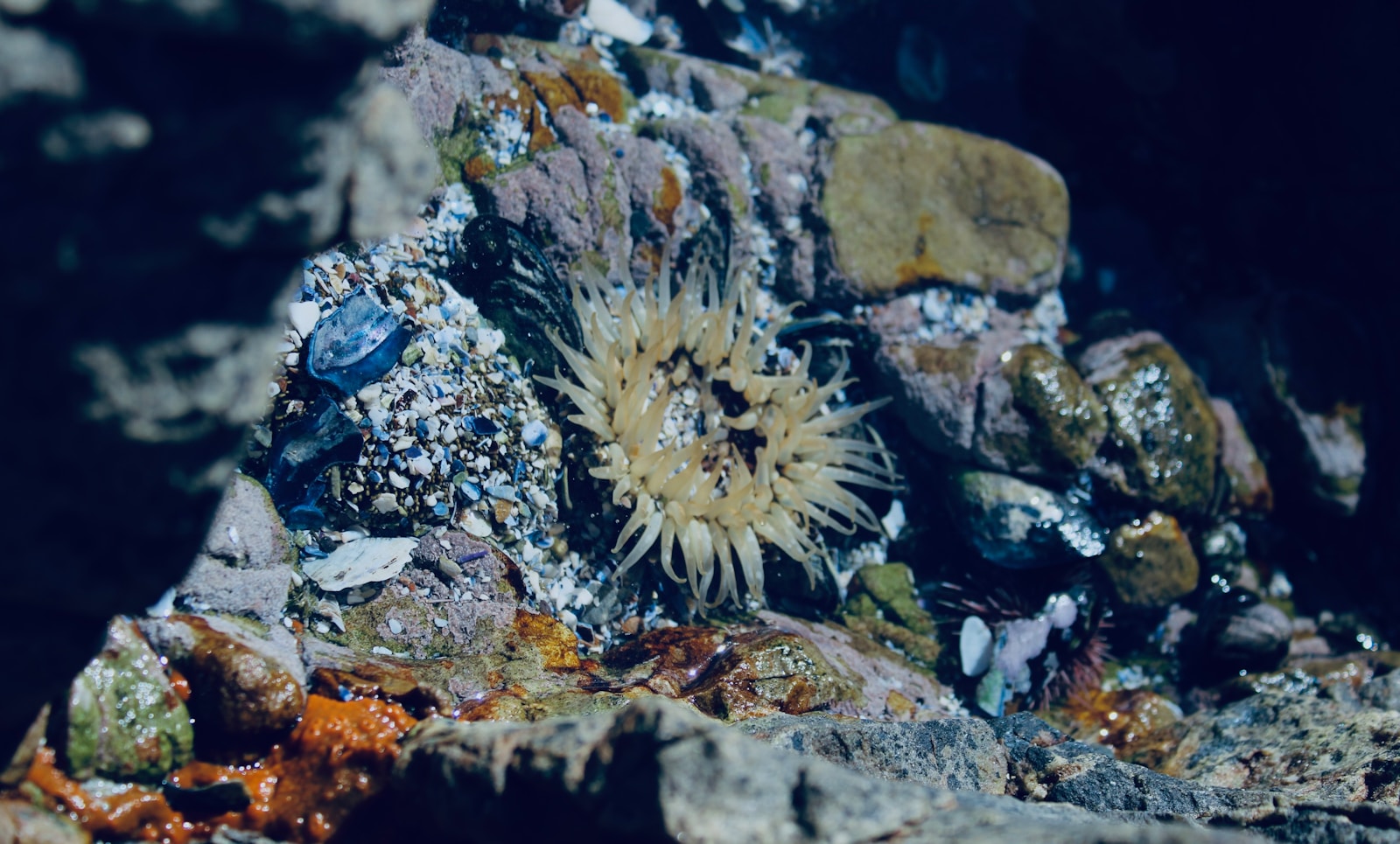 12 Ancient Organisms That Have Barely Changed Since the Cambrian Explosion