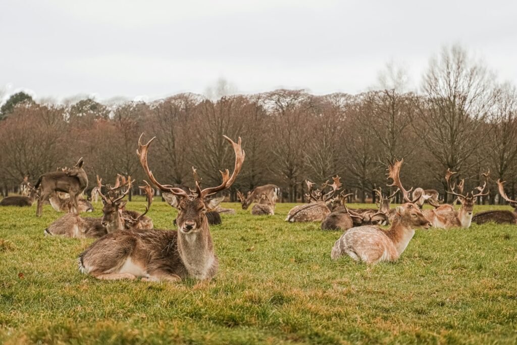 A herd of deer laying on top of a lush green field