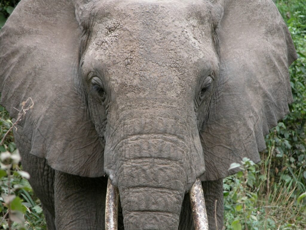 Sumatran elephant near green leaf plant.