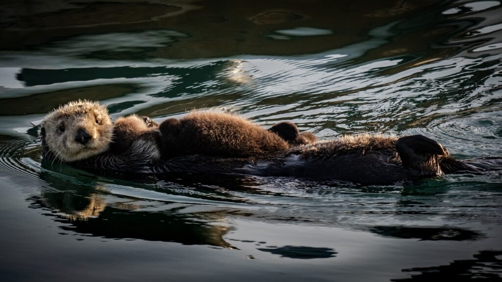 Sea otters, healthy ecosystem