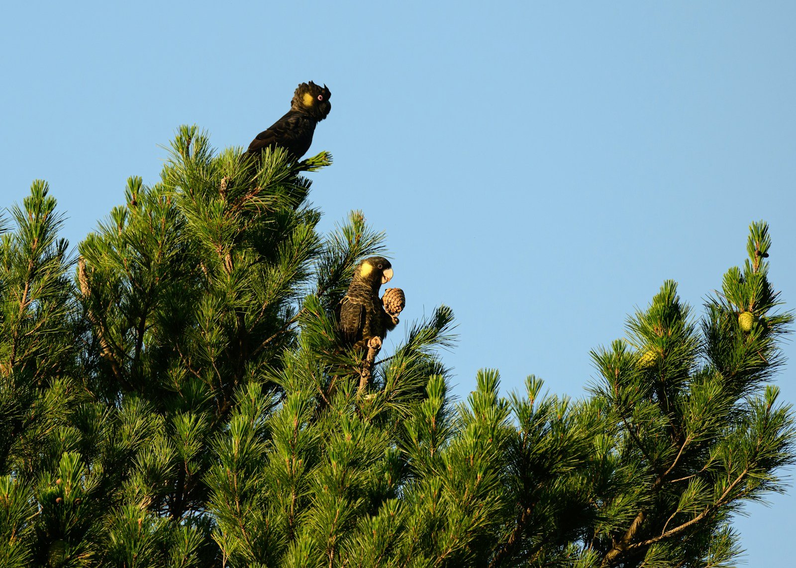 How Evolution Is Helping Species Adapt to Climate Change