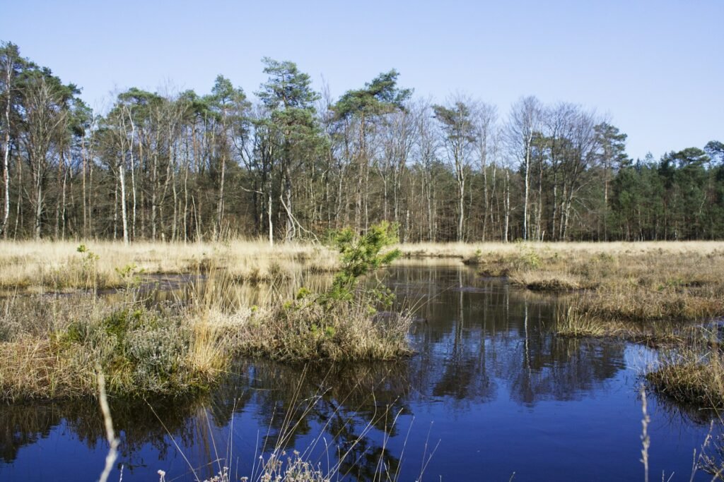 The Mosterdveen is a small 'veengebied'/peat bog on the Veluwe in The Netherlands.
