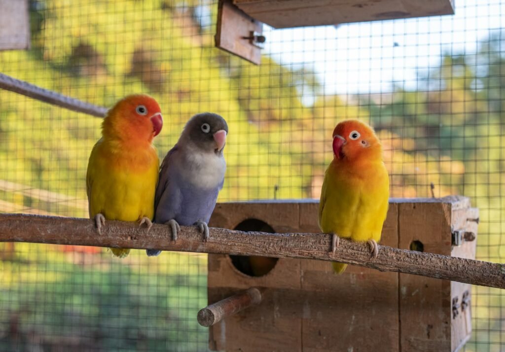 three colorful birds perched on a perch in a cage