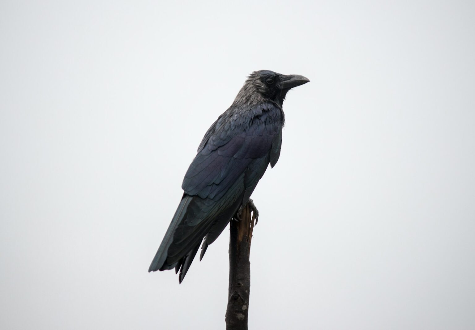 The Intelligence of Crows: How These Birds Are Changing Our Ideas of ...