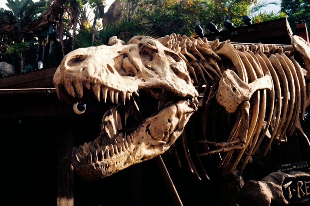 Dinosaur skeleton displayed in a museum.