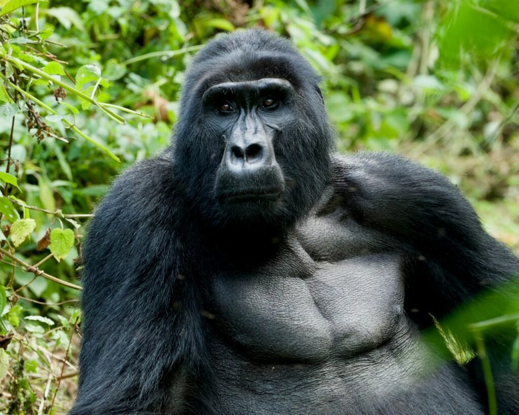 Mountain gorilla near green plants.