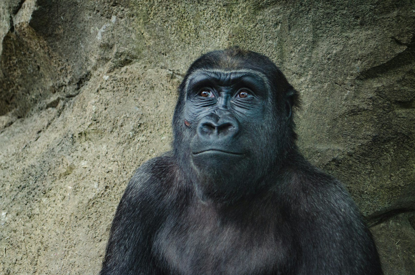 How Jambo the Gorilla Protected a Young Boy at the Zoo