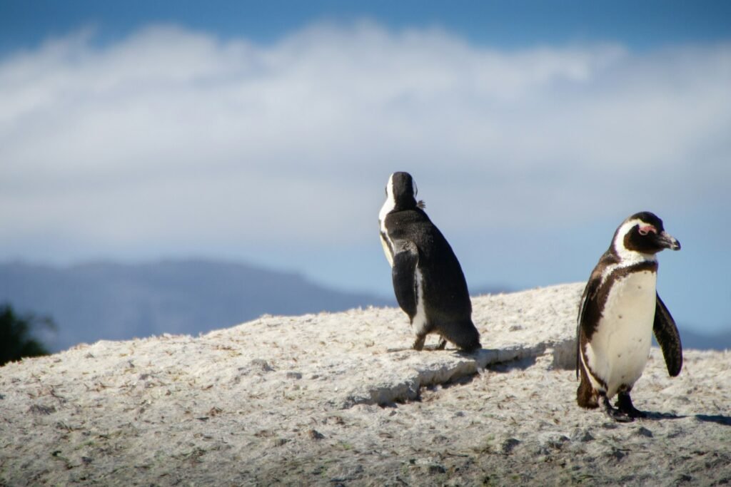 Penguins on top of a mountain.