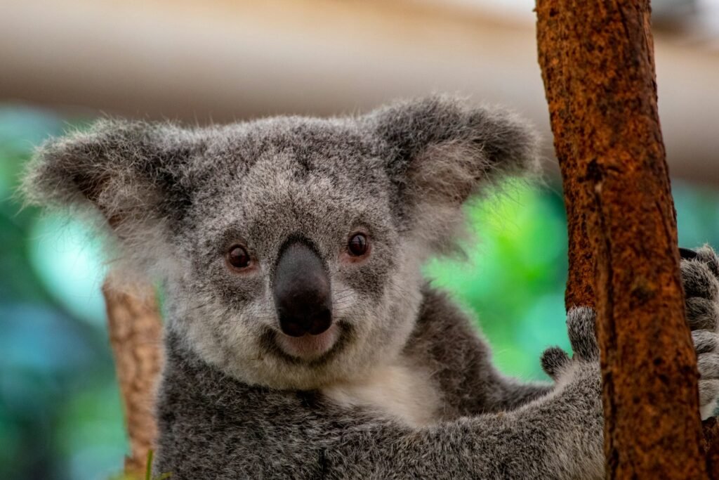 Close up of a koala.