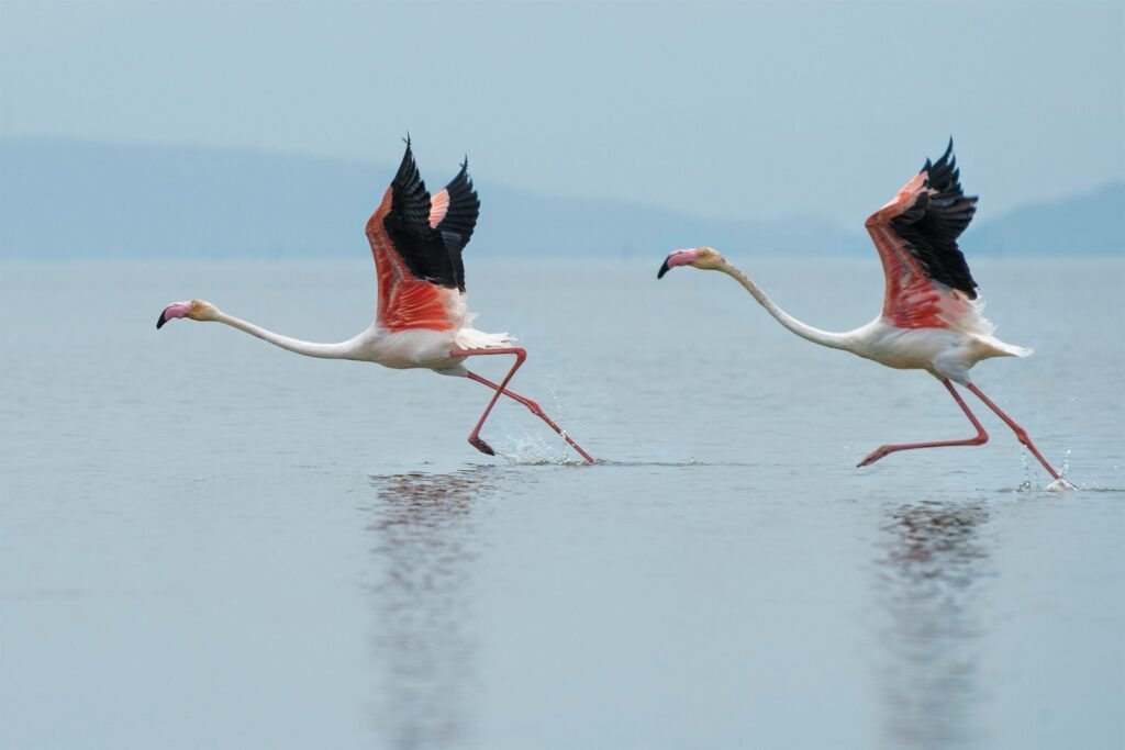 White-and-pink flamingoes running on water.