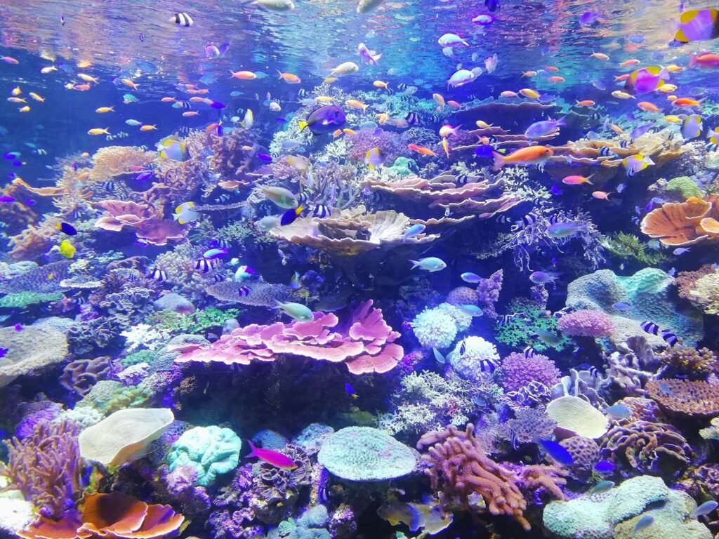 School of fish on corals.