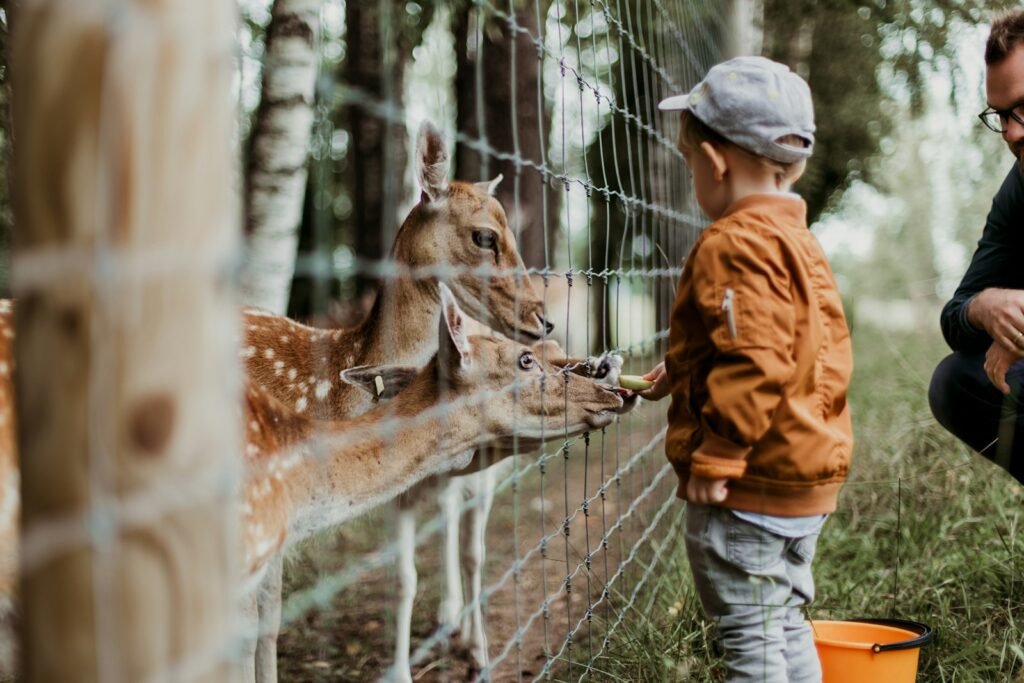 Boy feeding an animal in the zoo during daytime.