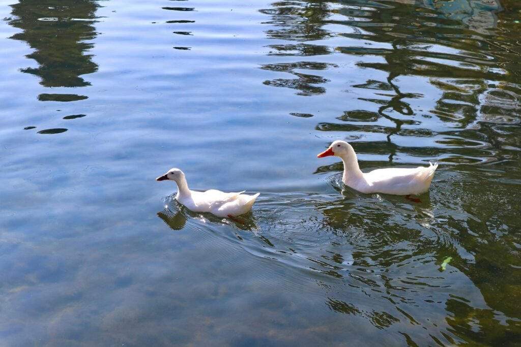 Two white ducks swimming in a body of water.