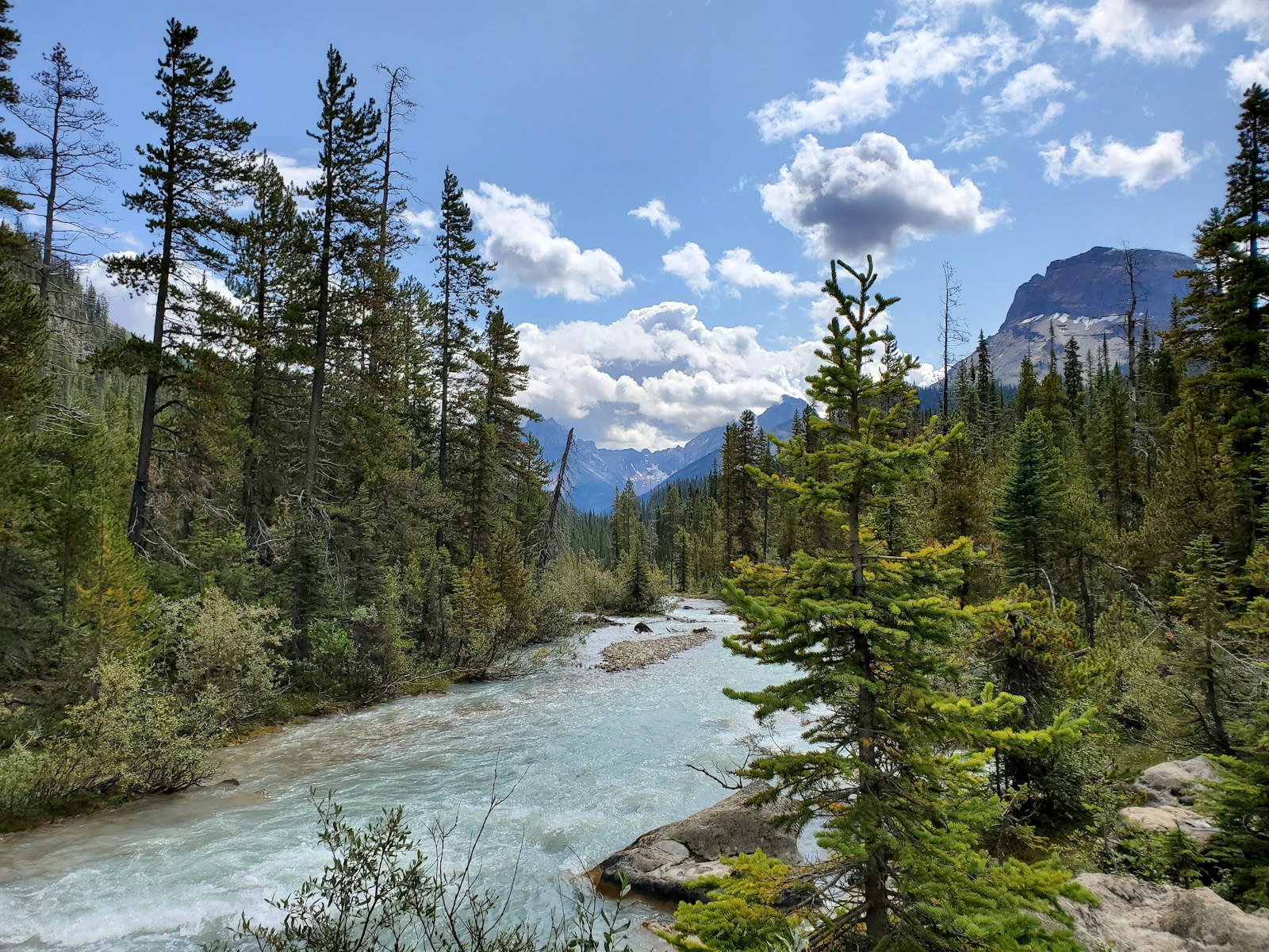 Rewilding: How Reintroducing Extinct Species Can Help Restore Ecosystems