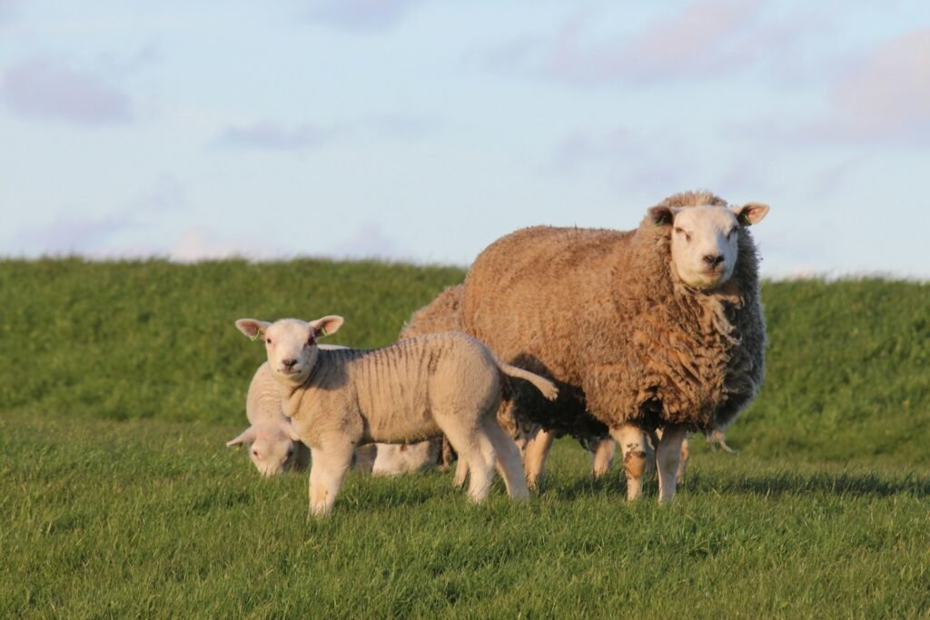 Brown sheep on grass land.