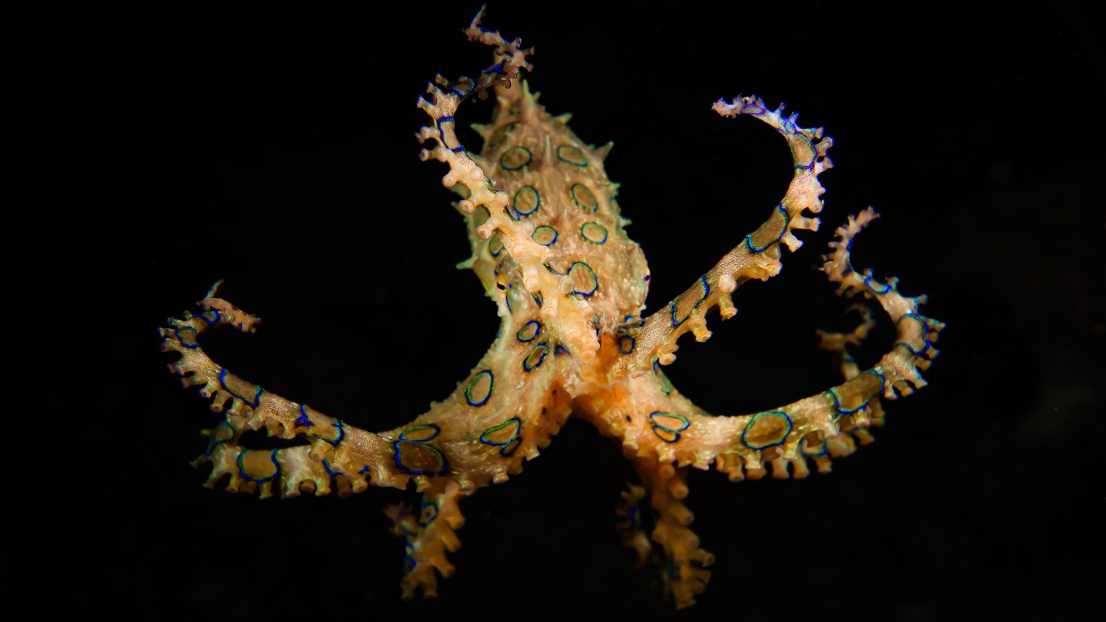 Blue Ringed Octopus splayed out underwater.