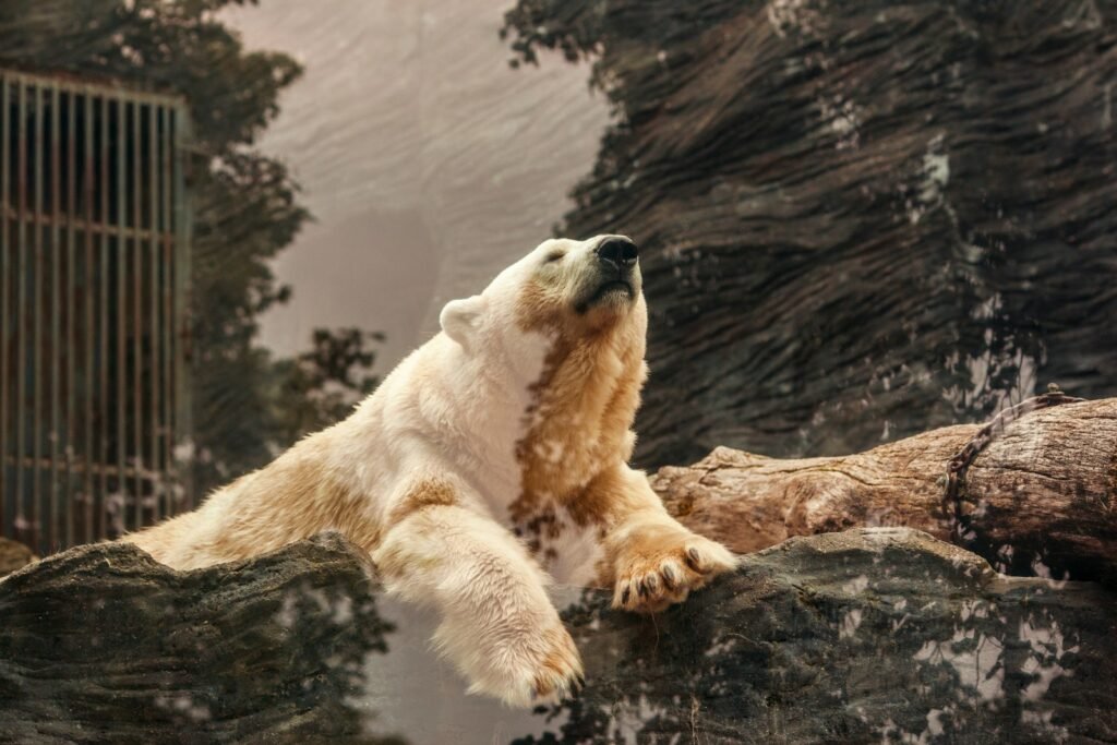 Polar bear lying on a brown rock in a conservation park.