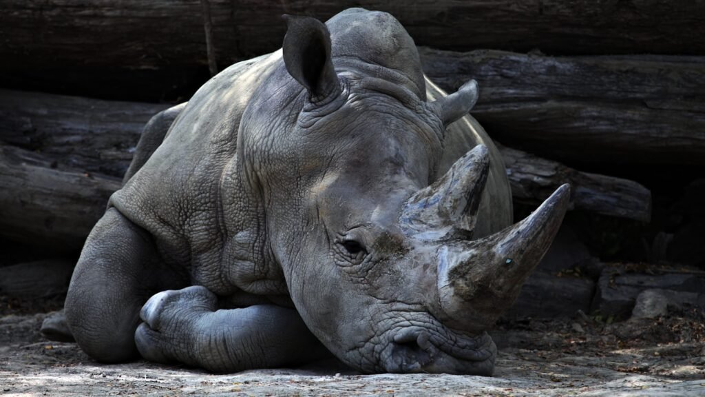 Javan rhino lying beside grey cut logs.