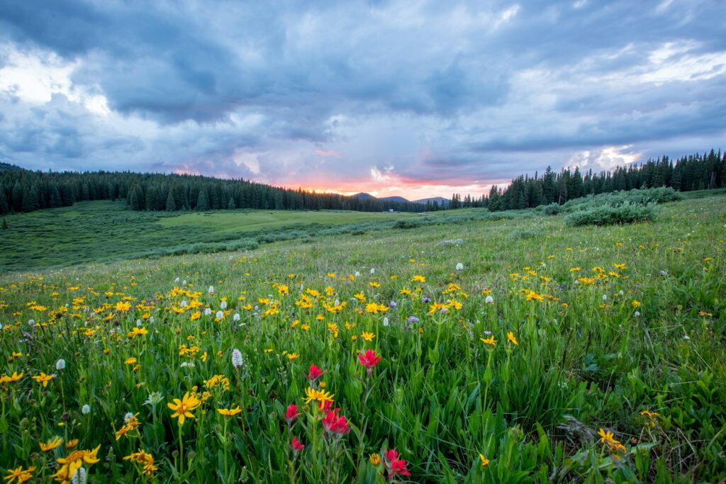 Wildflower field at sunset with colorful flowers