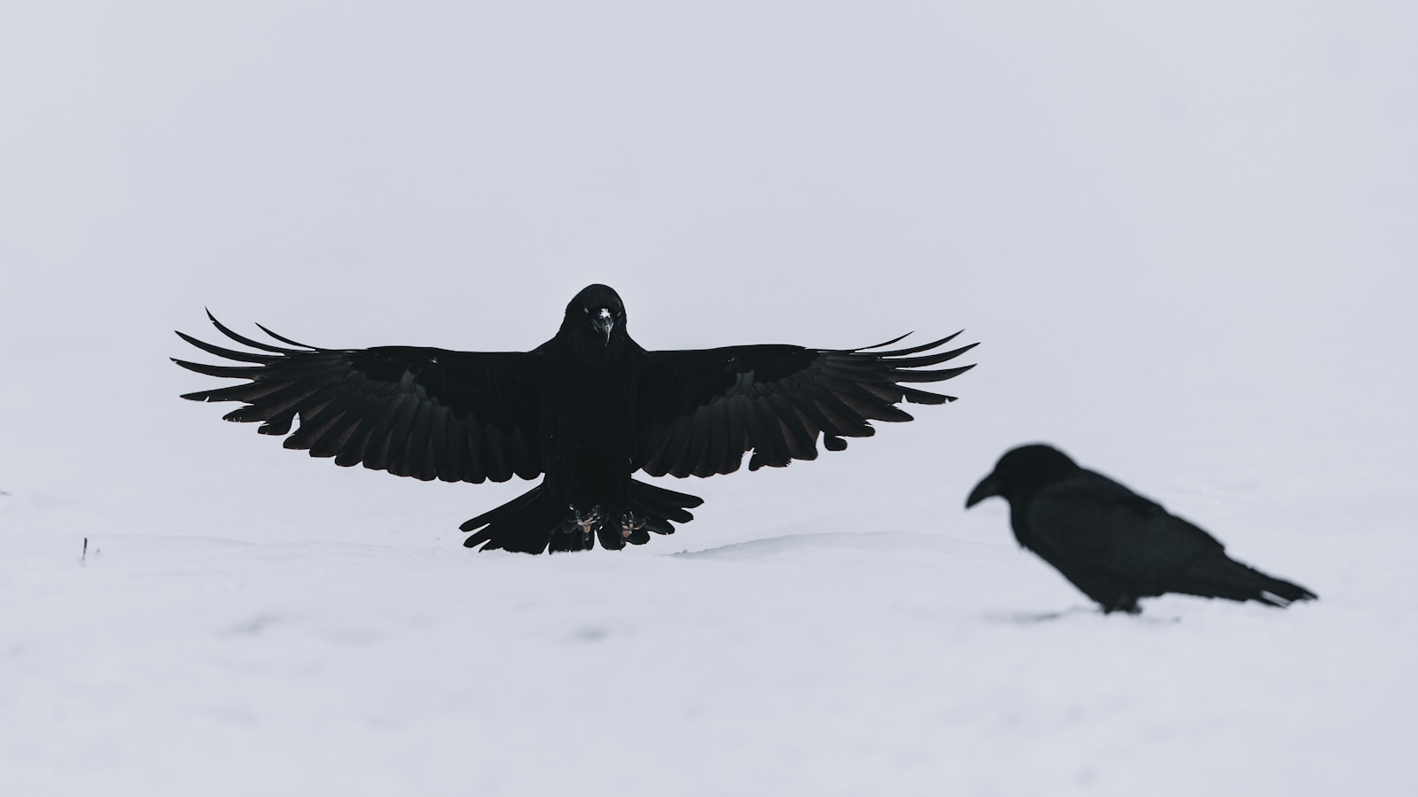 The Intelligence of Crows: How These Birds Are Changing Our Ideas of Animal Cognition
