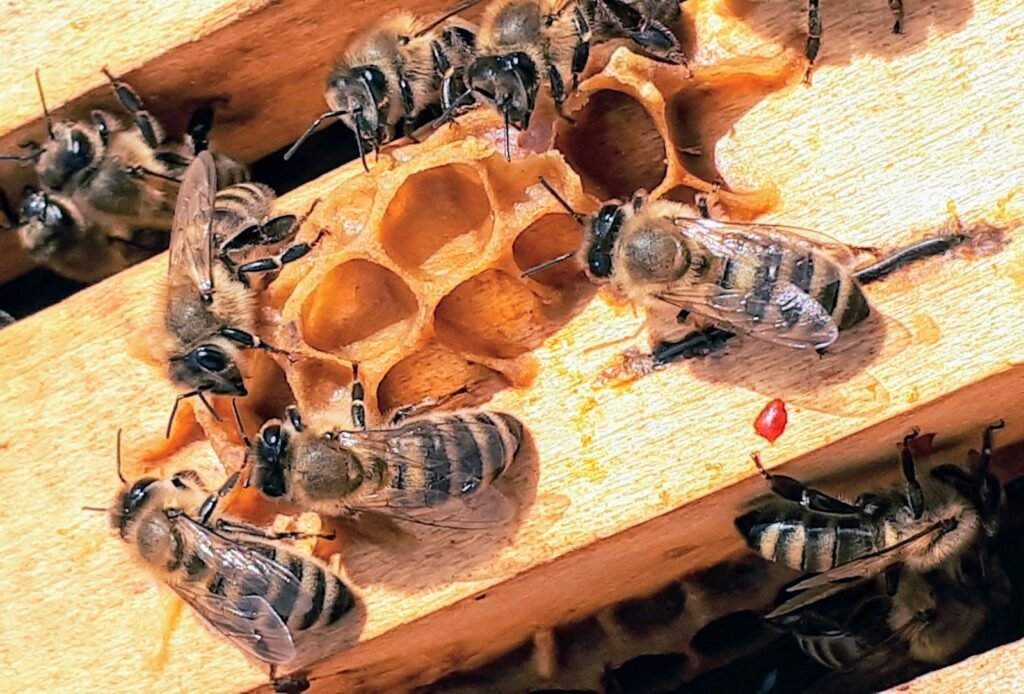 honey bees, healthy ecosystem