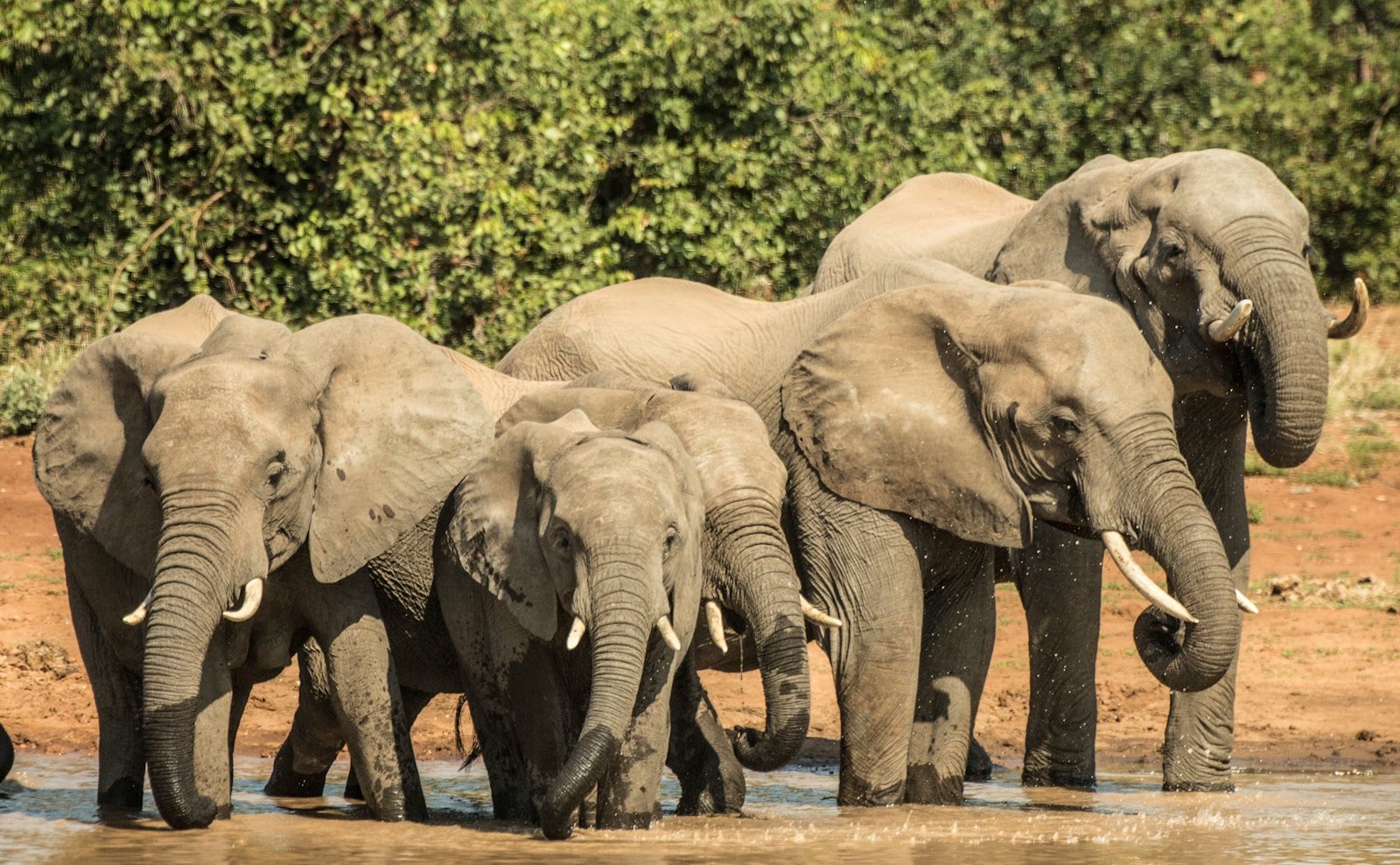 The Science of Animal Memory: How Do Elephants, Dolphins, and Crows Remember?