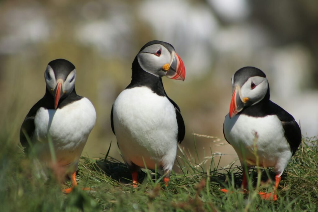 Trio of Atlantic Puffin birds.