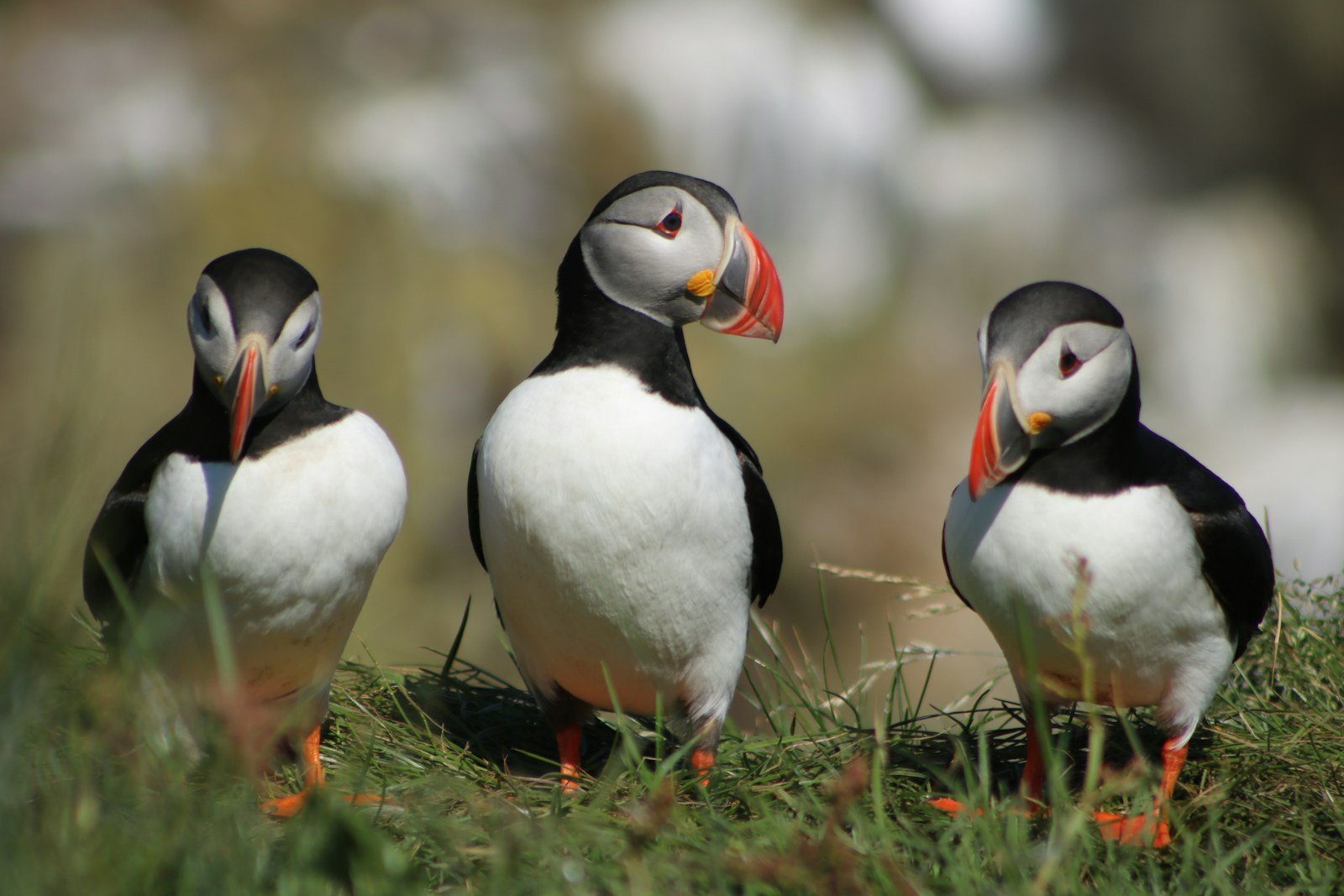 The Comedy of Clumsy Birds: Why Puffins, Albatrosses, and Turkeys Are Nature’s Funniest Flyers