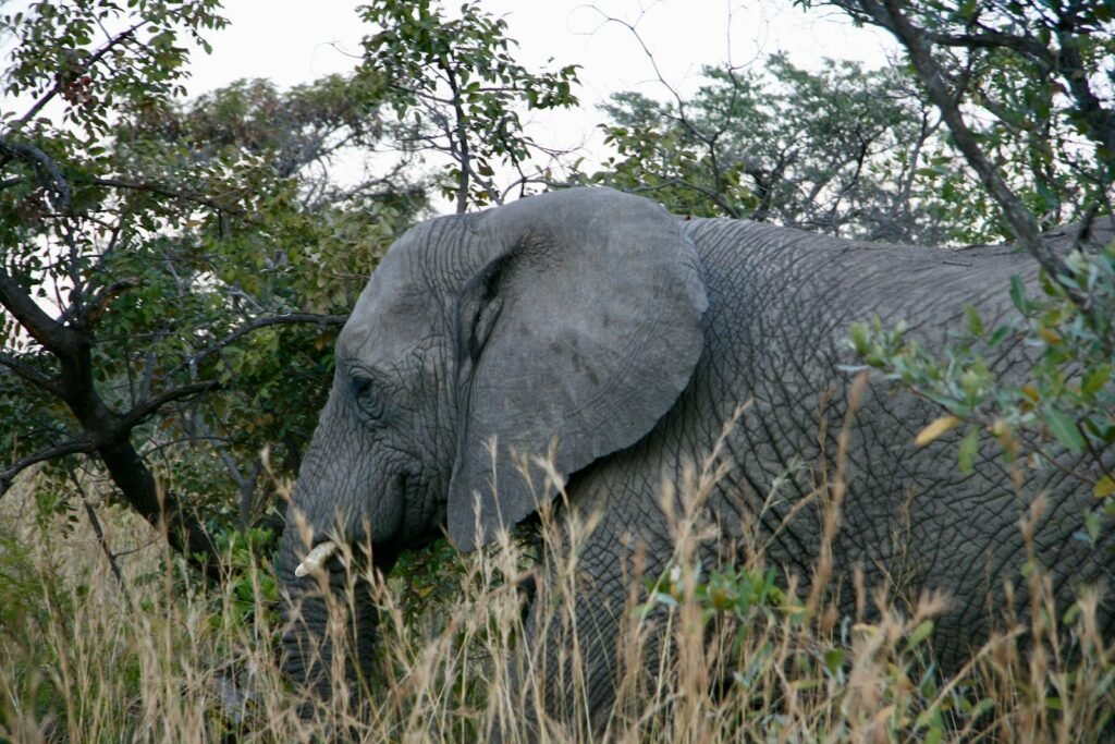 Gray elephant beside trees during daytime.