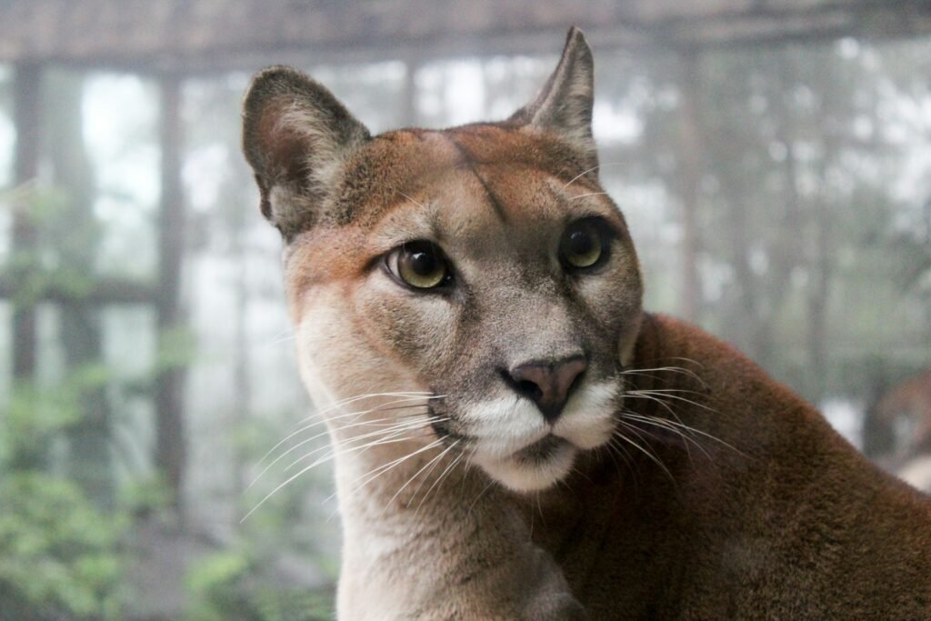 A close-up of a puma.