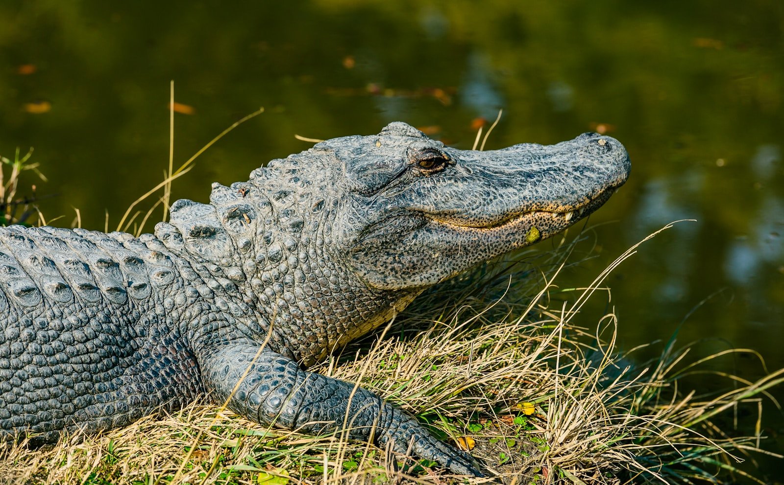 The Crocodile Comeback: How Conservation Efforts Are Saving Ancient Predators