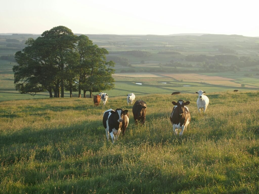 Black and white cattle in an open field
