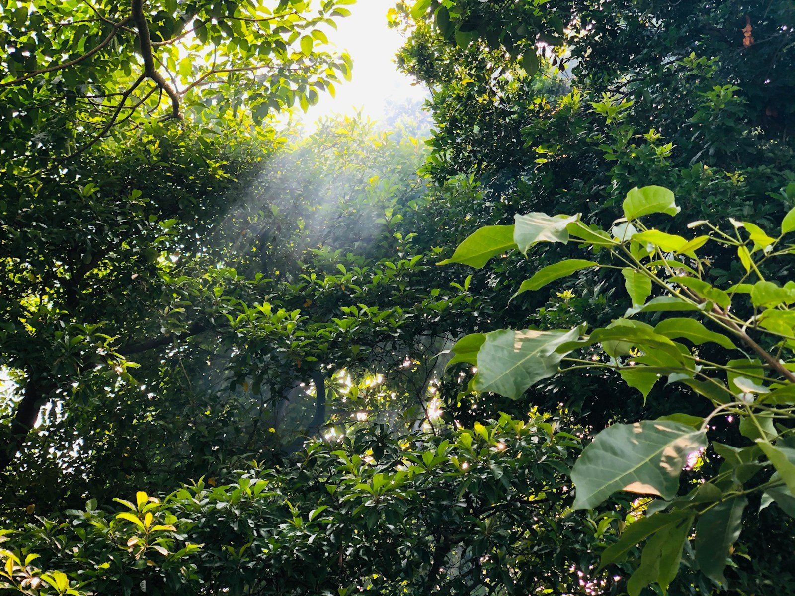 Mexican jungle.