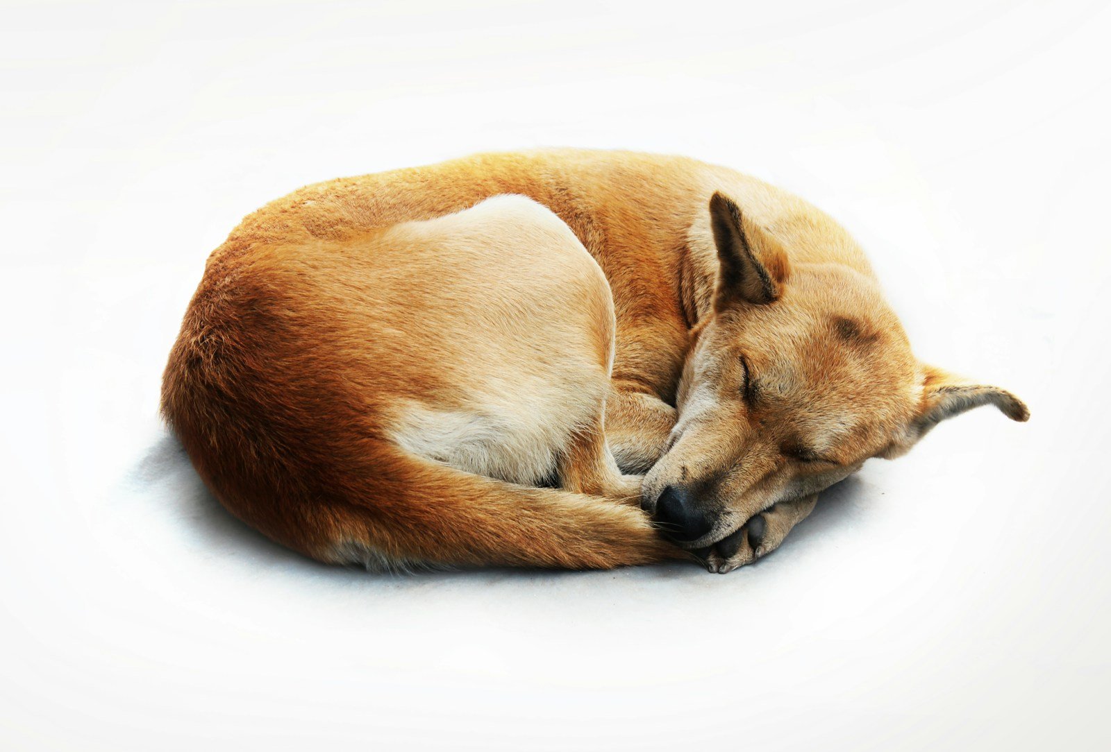 The Science of Dog Dreams: What Do Dogs Dream About and Why?