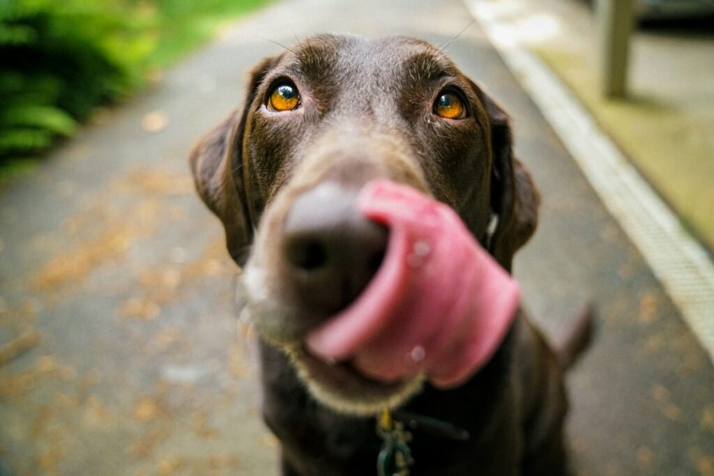Chocolate Labrador retriever drooling.