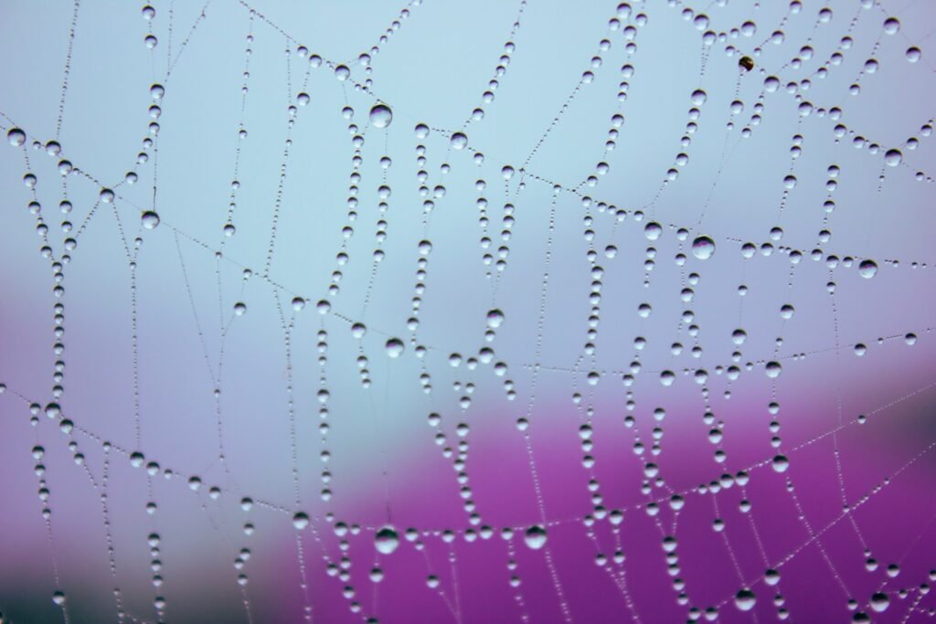 Spider web with water drops on it.