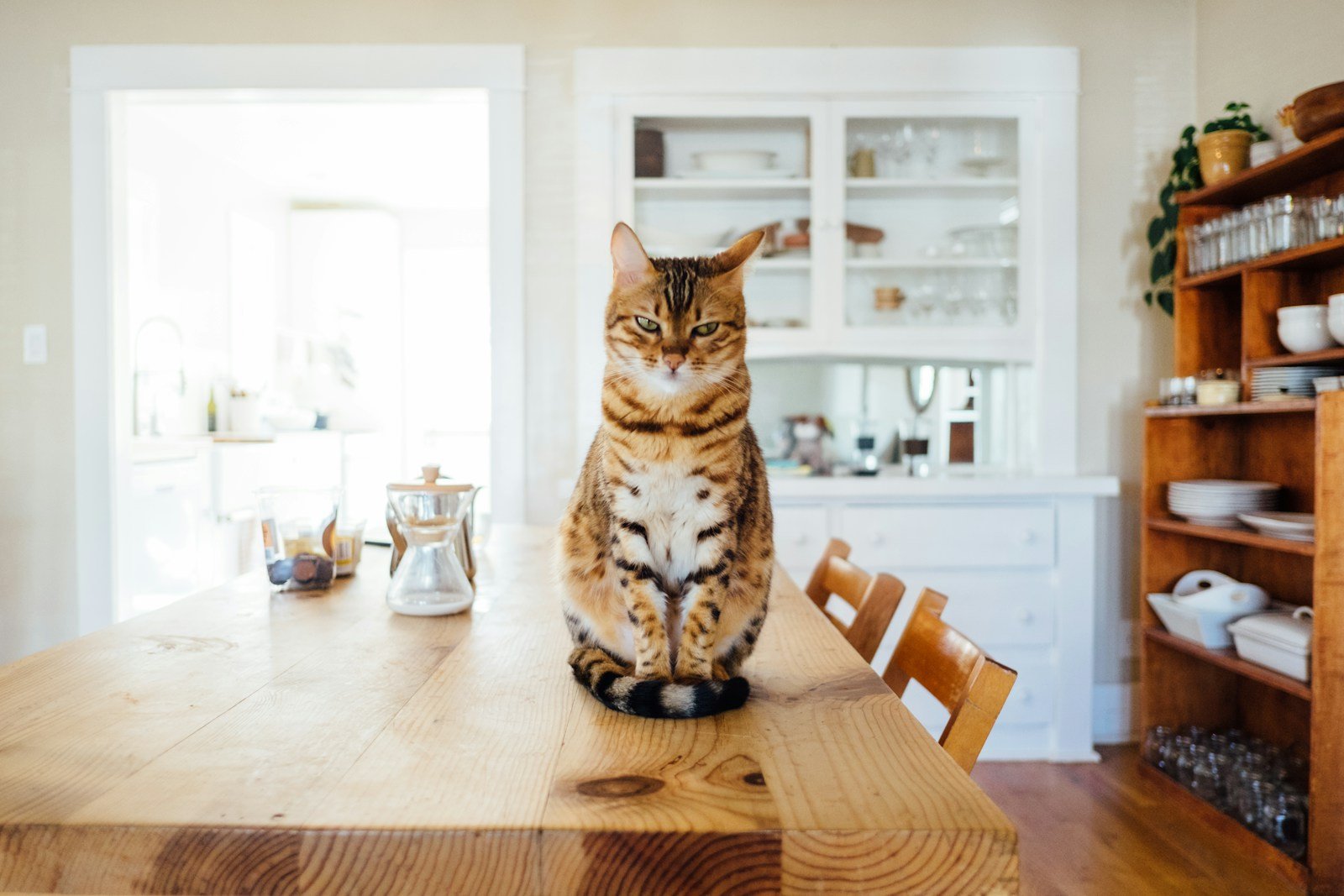 Why Cats Knock Things Off the Table: Understanding Feline Behavior