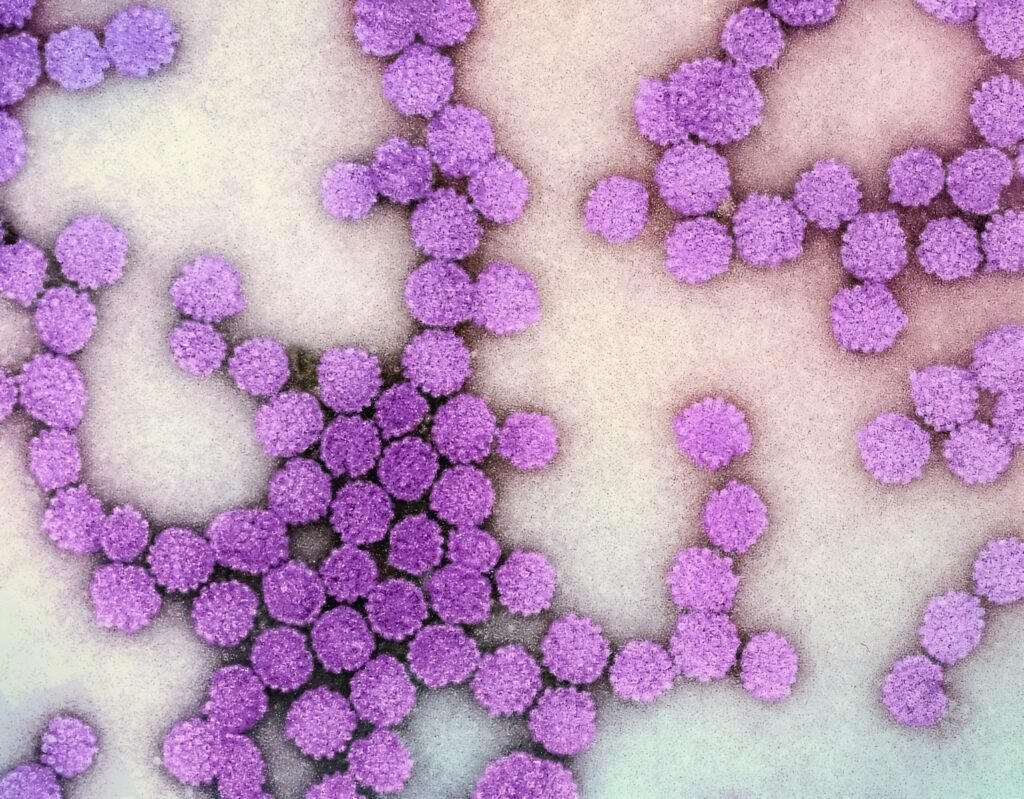 Human Papillomavirus (HPV) Colorized electron micrograph of HPV virus particles (magenta) harvested and purified from cell culture supernatant.