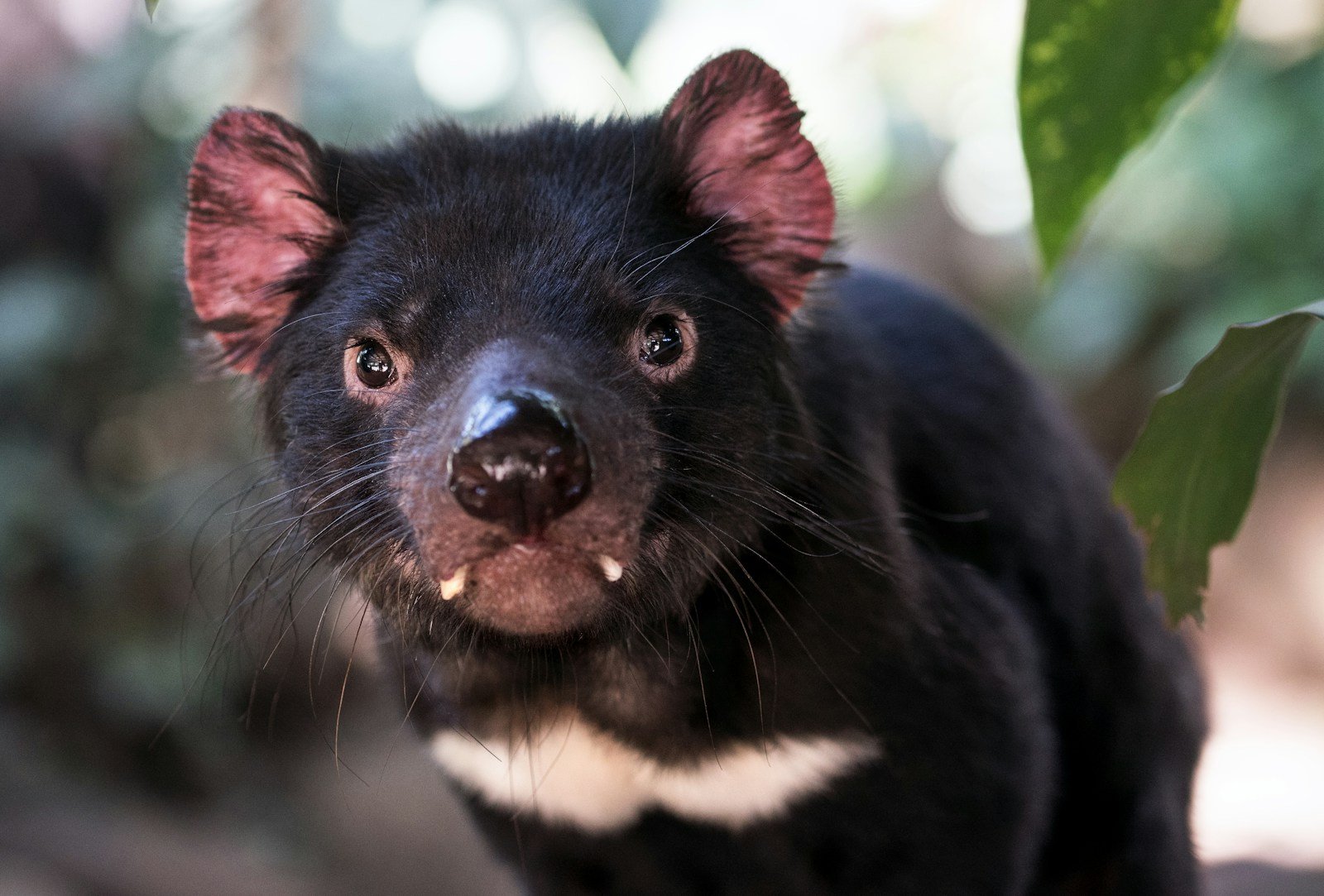 The Return of the Tasmanian Devil to Mainland Australia: A Conservation Success Story