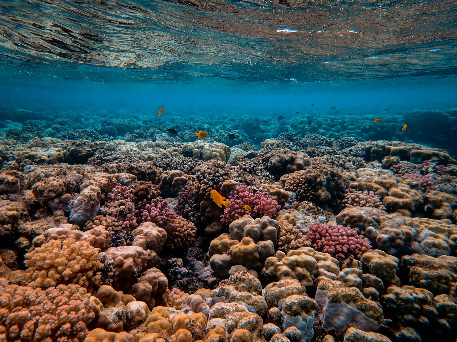 10 Breakthrough Discoveries in Marine Biology in the Last Decade