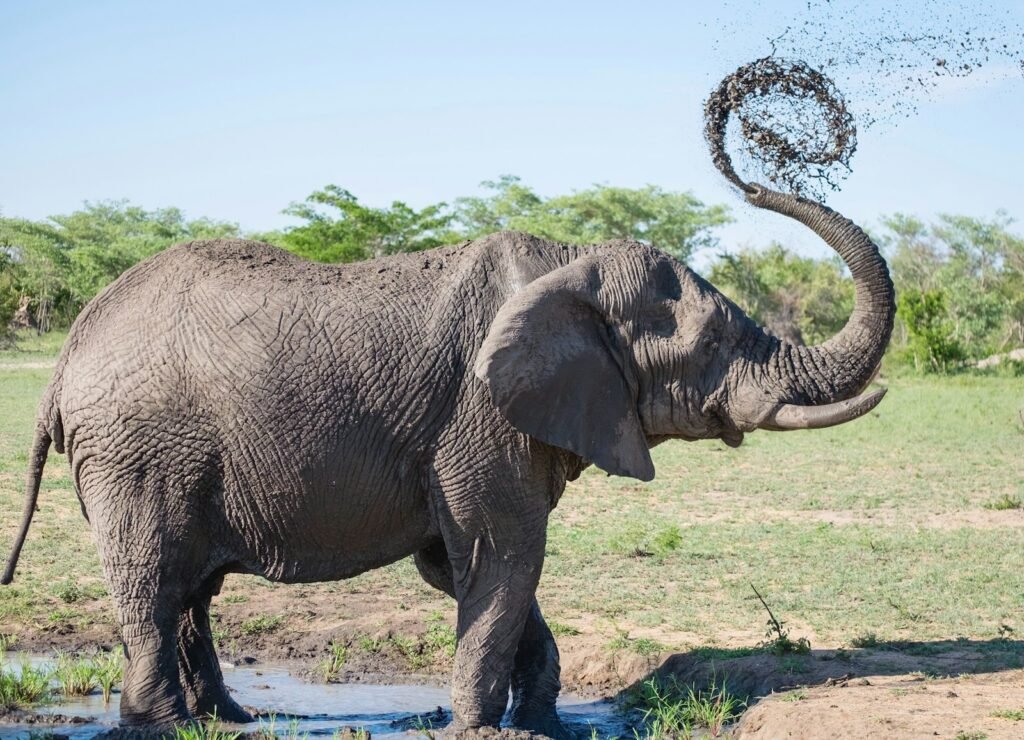 Sumatran elephant playing with mud.