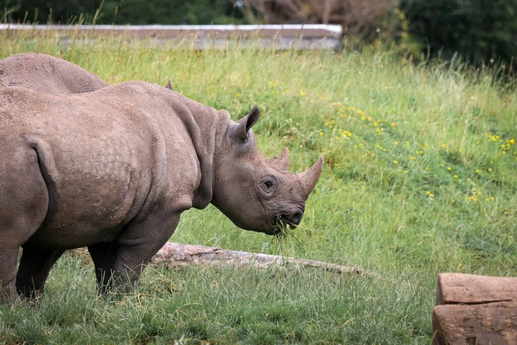 Rhinoceros near a log.