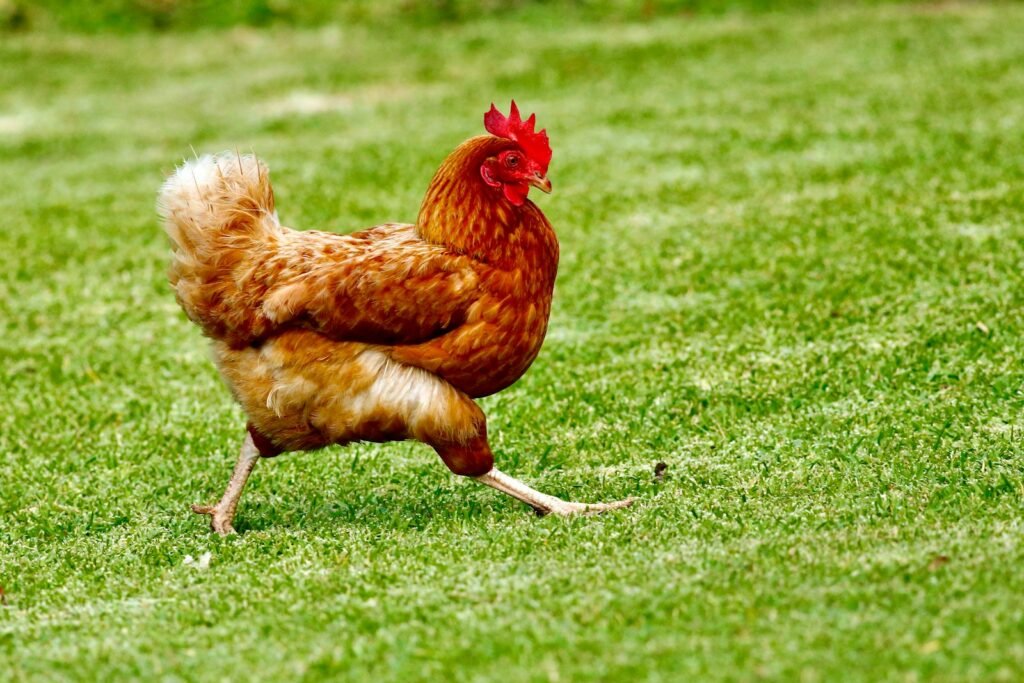 Chicken on green grass field during daytime.