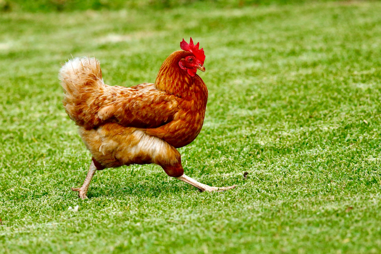The Chicken That Lived Without a Head Came From Colorado — And It’s a Local Legend