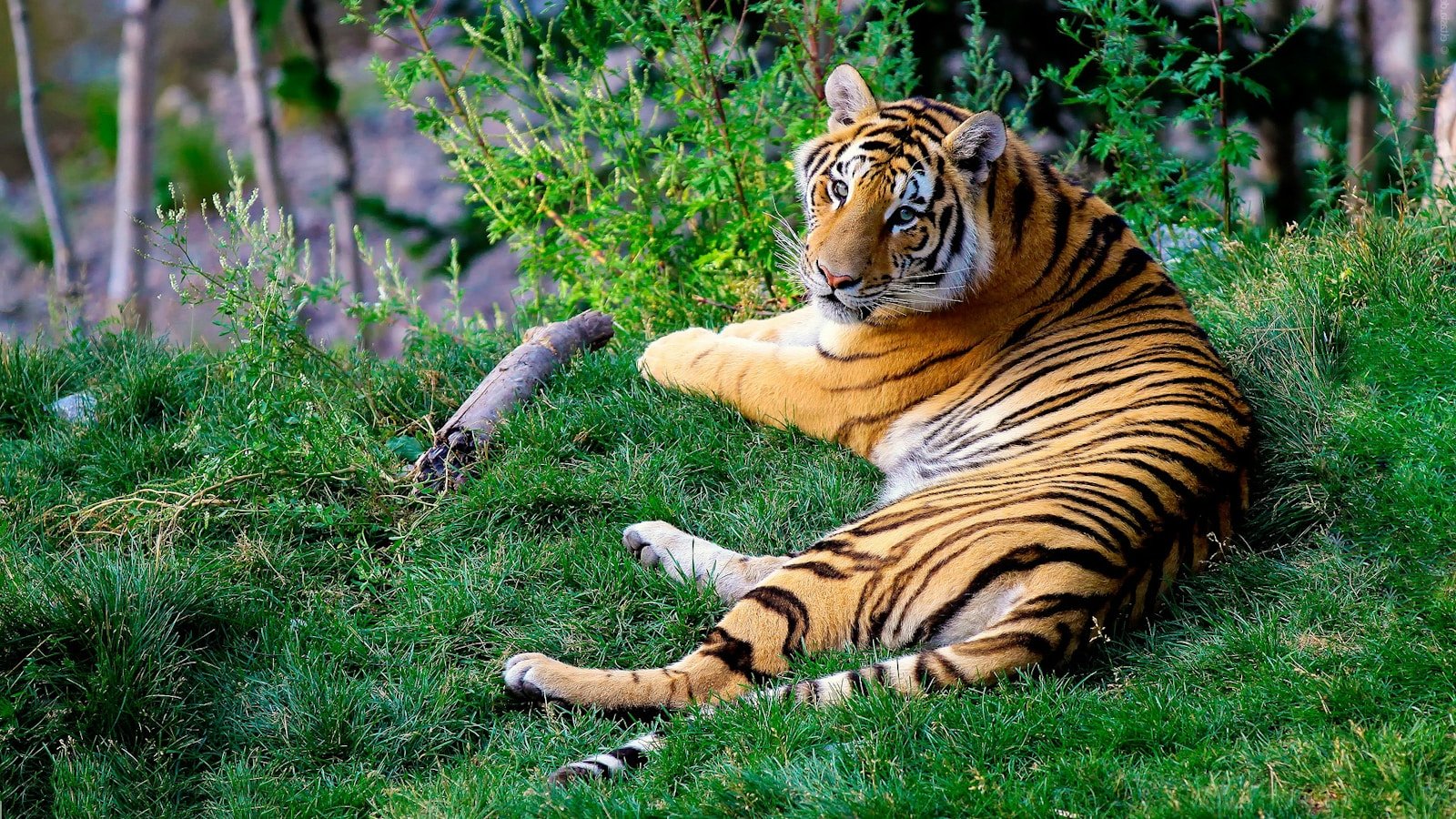 Recent Wildlife Busts in Taman Negara: Progress and Challenges