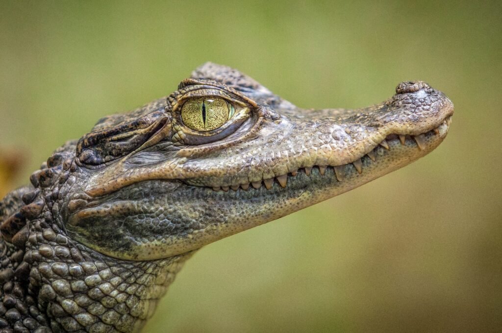 A crocodile in profile.