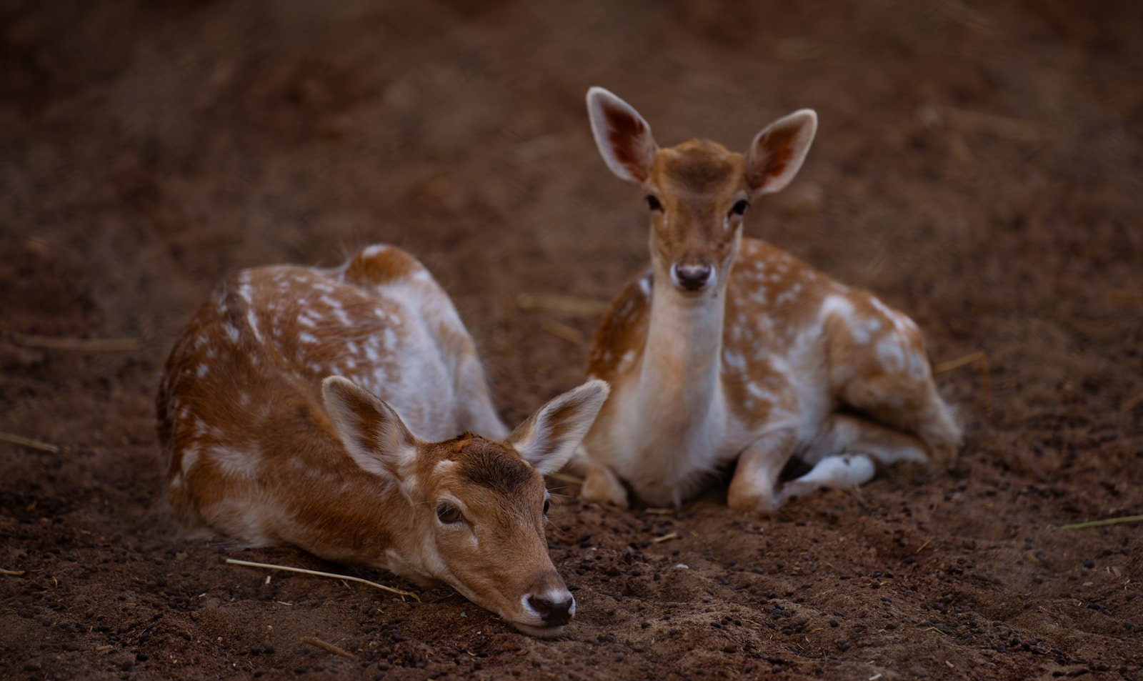 The Impact of Illegal Wildlife Trade: How Can We Stop the Poaching Crisis?